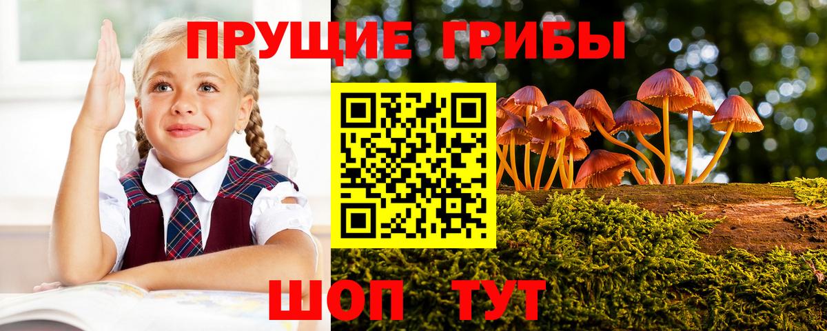 Галлюциногенные грибы Psilocybe Самара